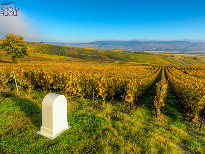 Ruộng nho nằm tại thị trấn Mardeuil của nhà sản xuất champagne Beaumont des Crayères